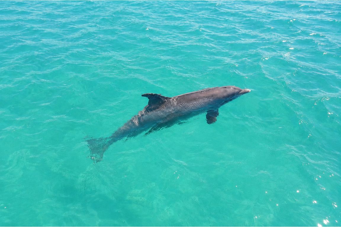 Atlantic bottlenose dolphin swimming through the crystal-clear turquoise waters of Turks and Caicos during a guided wildlife tour with Turks and Caicos Tours