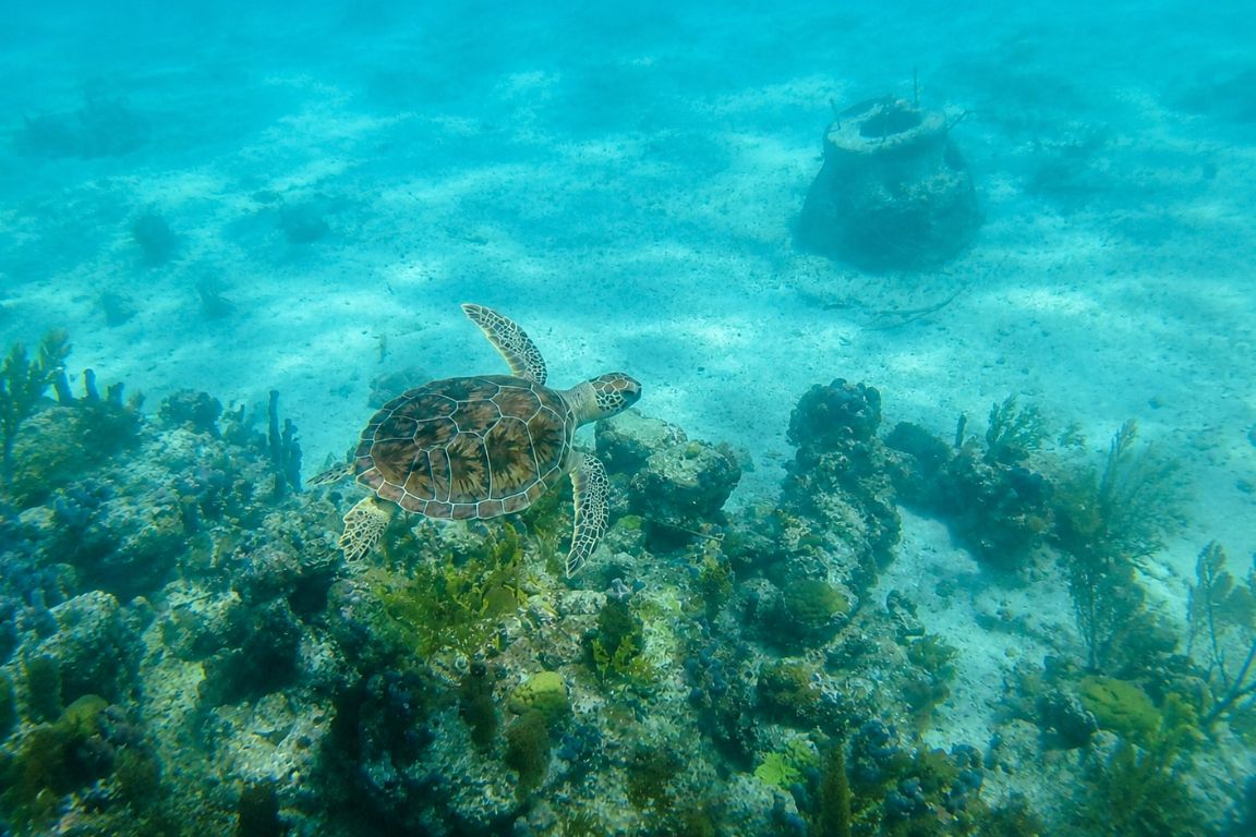 A green sea turtle in Turks and Caicos waters