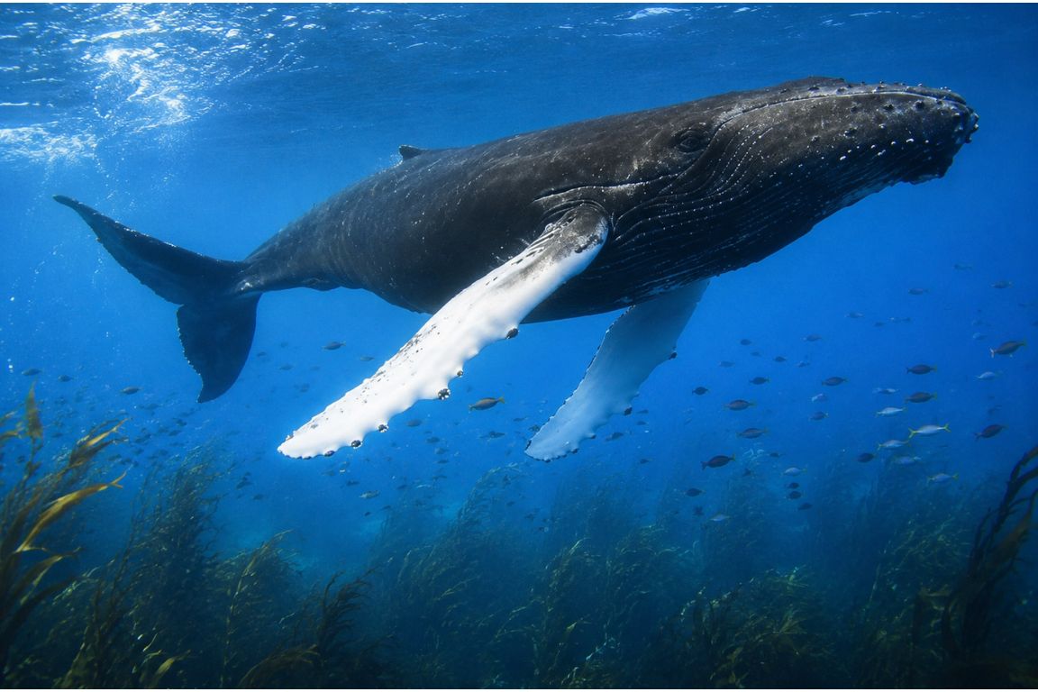 Humpback whale gliding gracefully through the Caribbean Sea captured during a guided whale watching excursion with Turks and Caicos Tours
