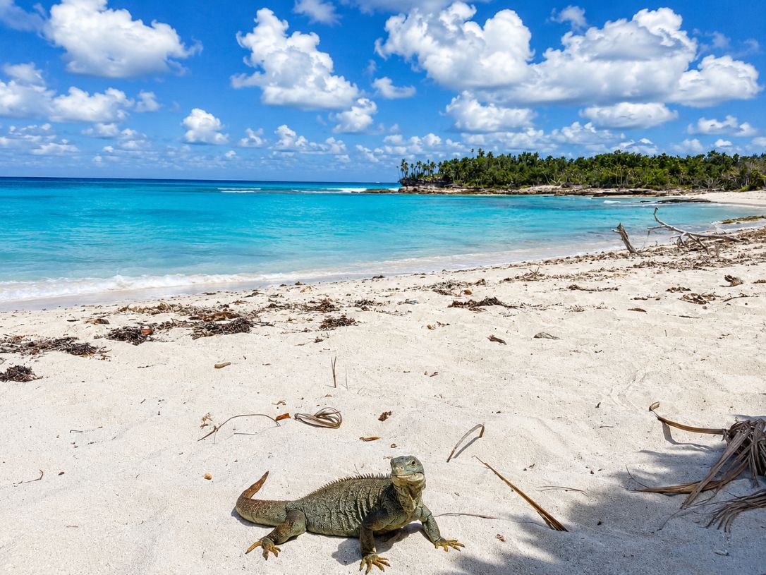 Endangered Turks and Caicos rock iguana on the pristine beach of Little Water Cay with turquoise Caribbean waters during a tour with Turks and Caicos Tours
